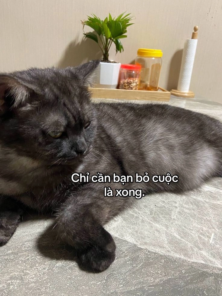 Buồn cười meme mèo bựa, biểu cảm hài hước cho ngày tràn ngập tiếng cười.