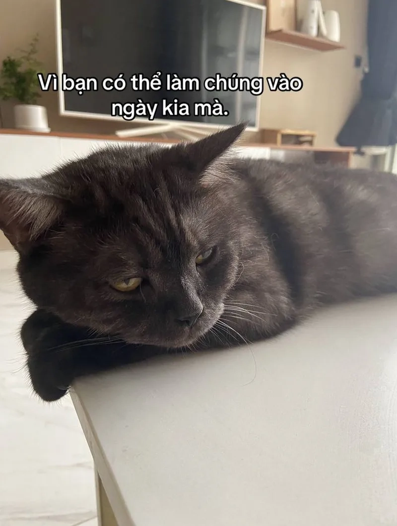 Meme mèo oẹ với biểu cảm lầy lội khiến ai cũng cười nghiêng ngả.