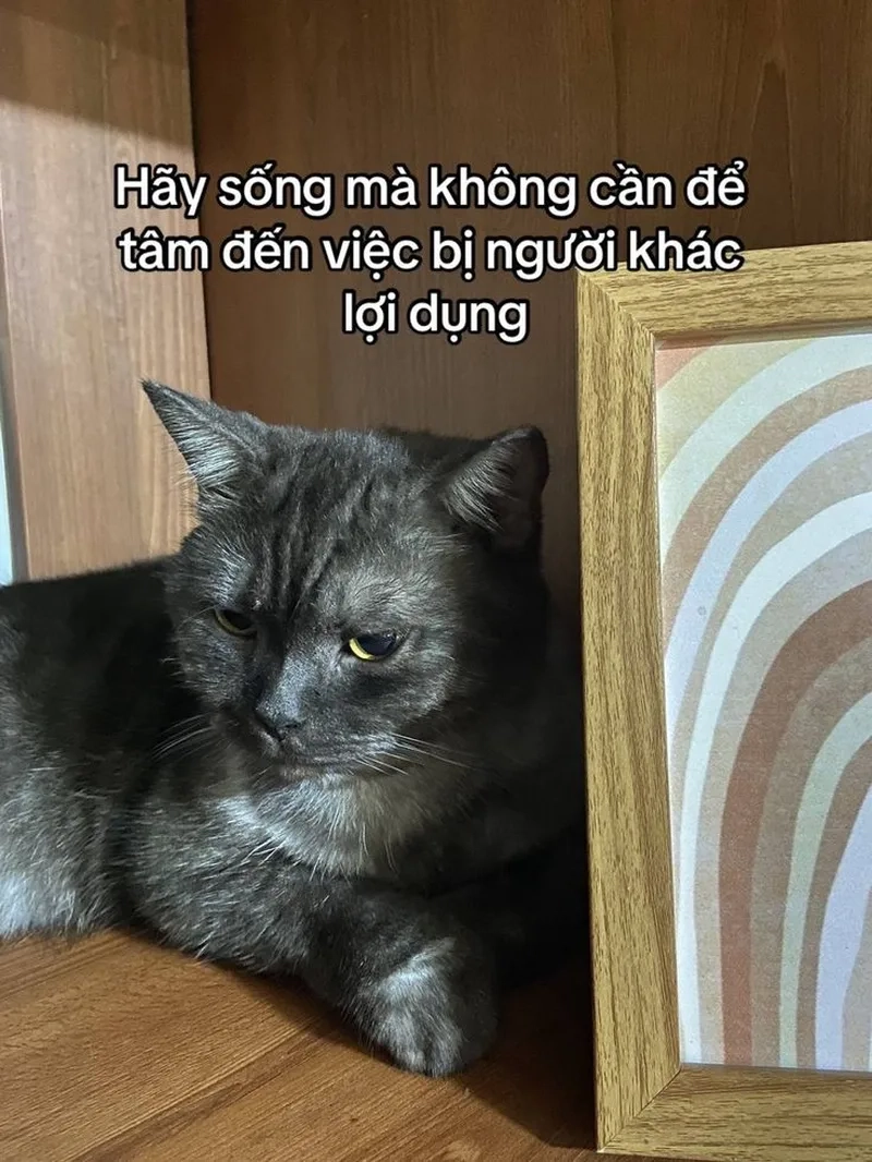 Meme mèo ăn vạ, biểu cảm đáng yêu khiến bạn không thể nhịn được cười.