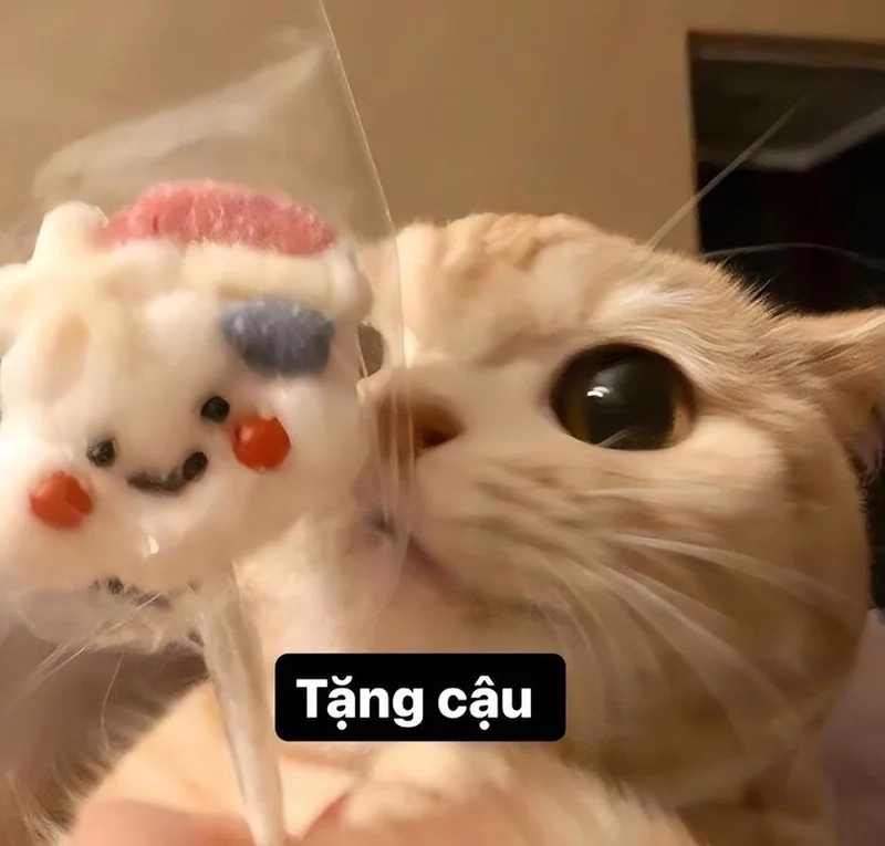 Meme mèo tặng hoa hồng luôn khiến người xem cảm thấy ngọt ngào và hạnh phúc.