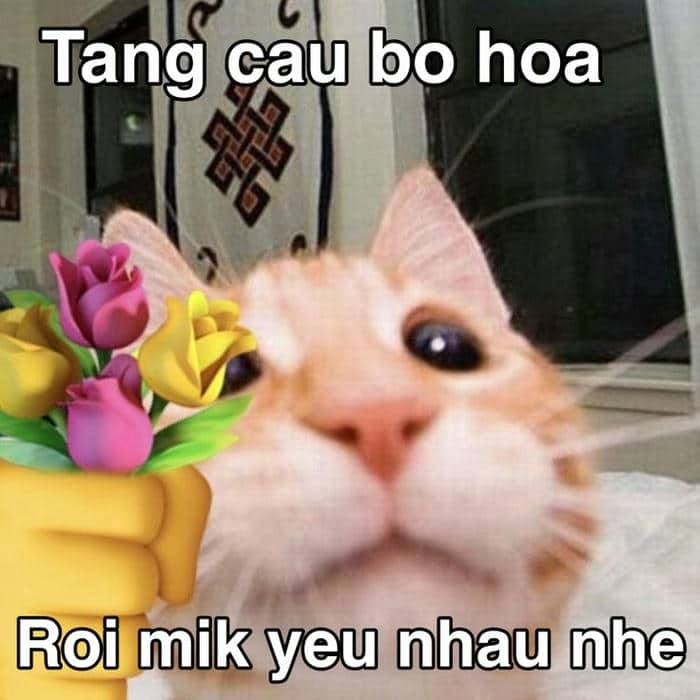 Meme đừng buồn nữa giúp bạn vơi bớt nỗi buồn và cảm thấy an ủi.