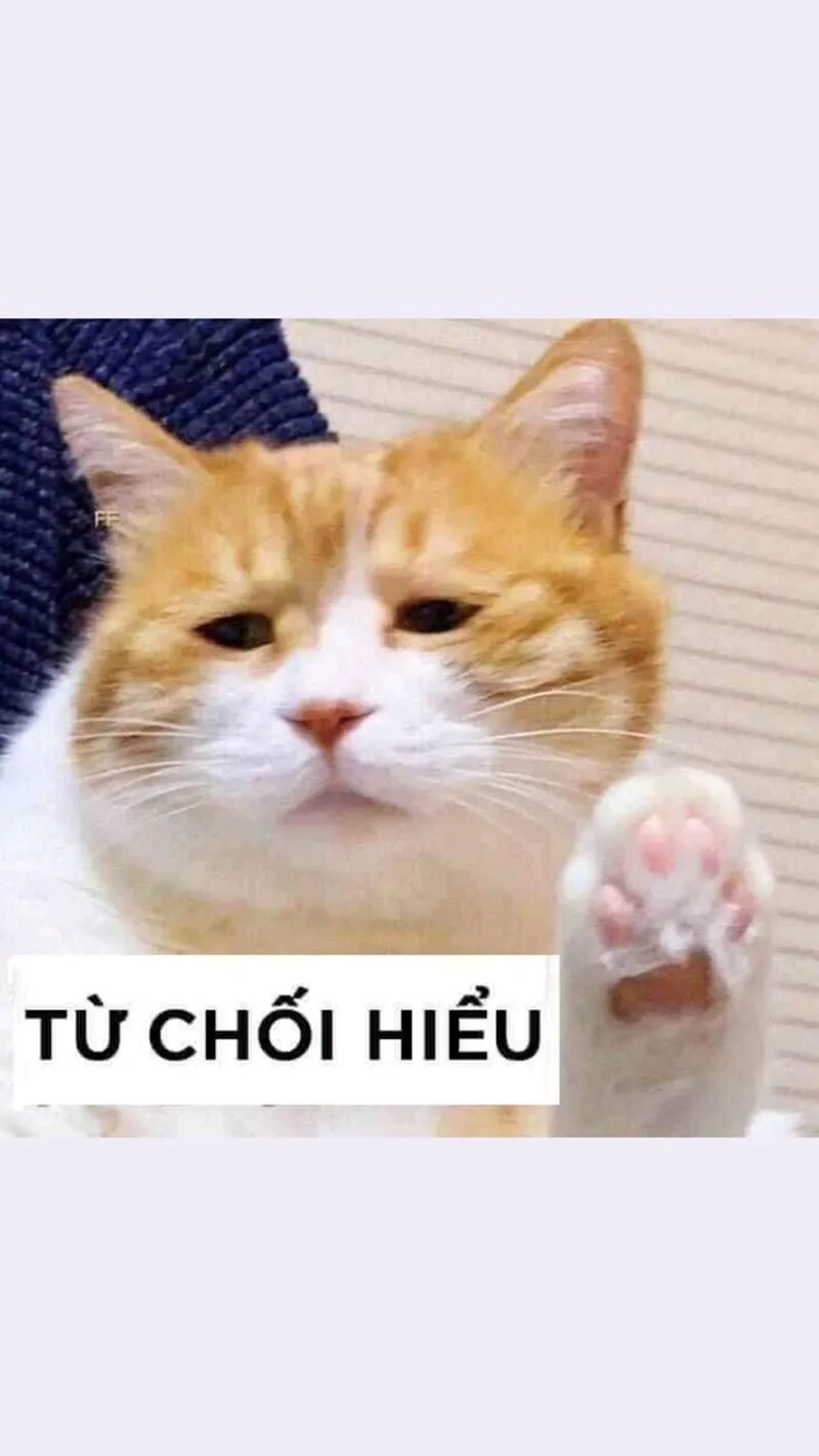 Meme chúc ngu ngon tạo ra những tình huống ngớ ngẩn và vui nhộn, khiến người xem không thể dừng lại.