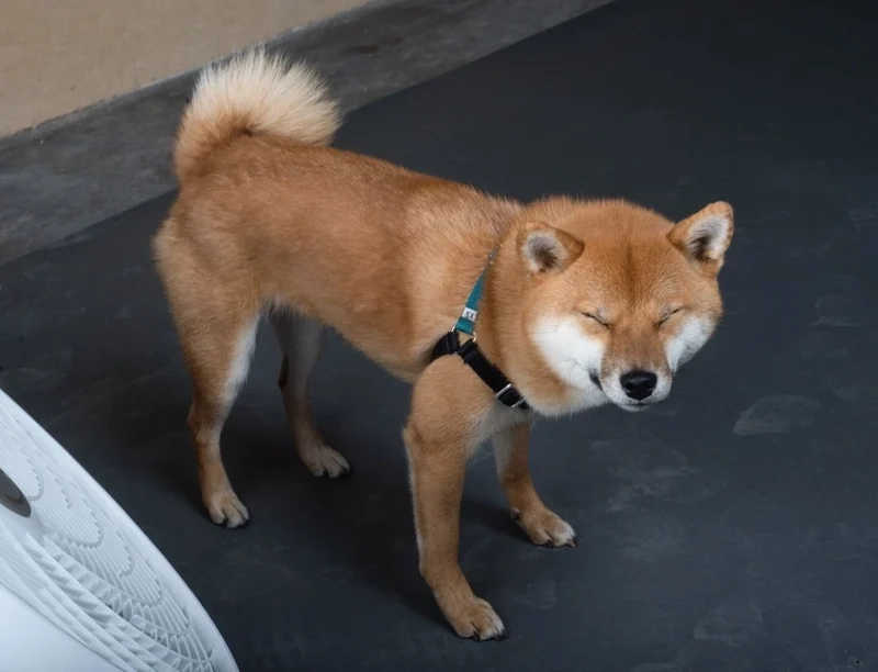 Chó Shiba meme mặt thể hiện những biểu cảm độc đáo, tạo nên sự thích thú cho người xem.