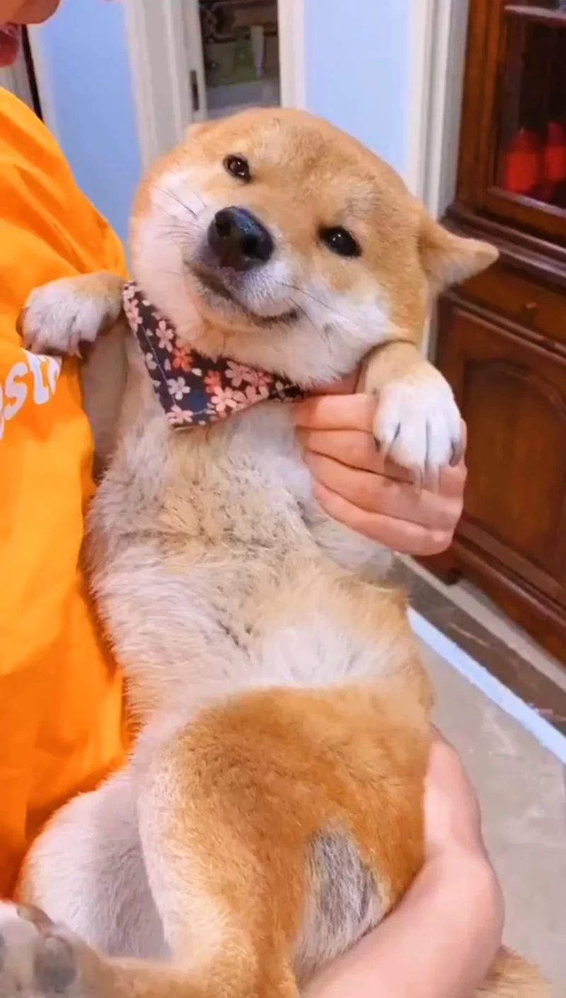 Dog meme Shiba mang đến những khoảnh khắc vui vẻ và dễ thương cho cộng đồng mạng.