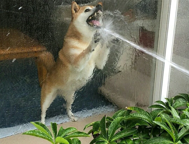 Shiba Inu dog meme không thể thiếu trong bộ sưu tập meme của những ai yêu thích chó.