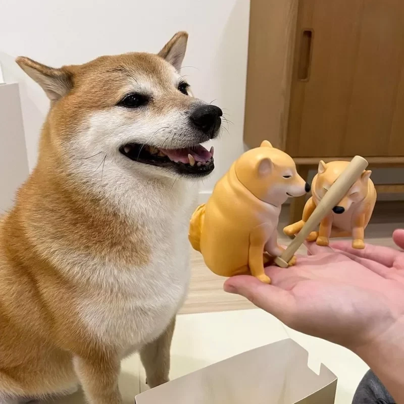 Shiba Inu Shiba Inu dog meme mang lại một làn sóng vui nhộn và hài hước cho cộng đồng mạng.