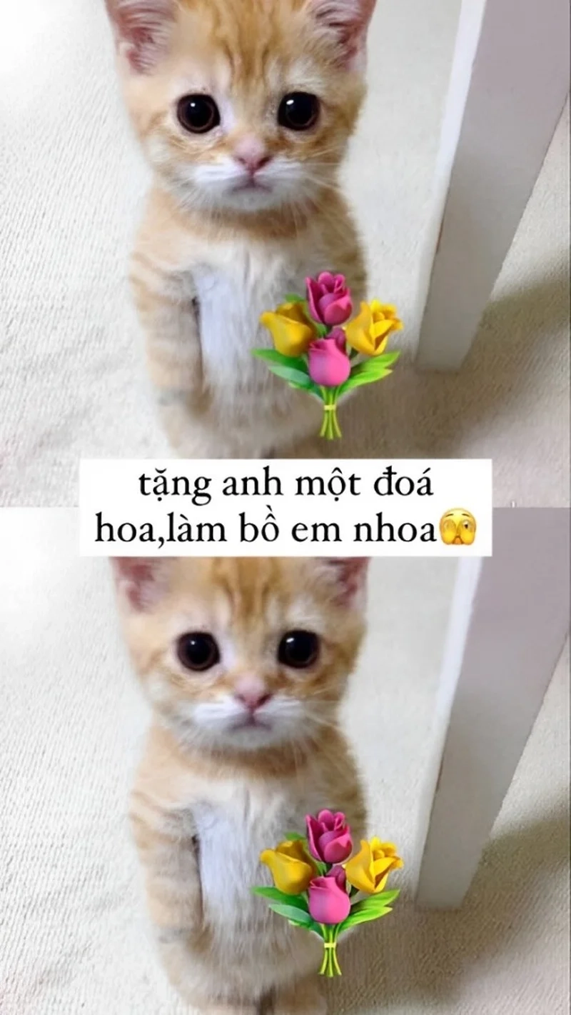 Meme tặng hoa cute là món quà tuyệt vời để gây ấn tượng và làm người nhận vui vẻ.