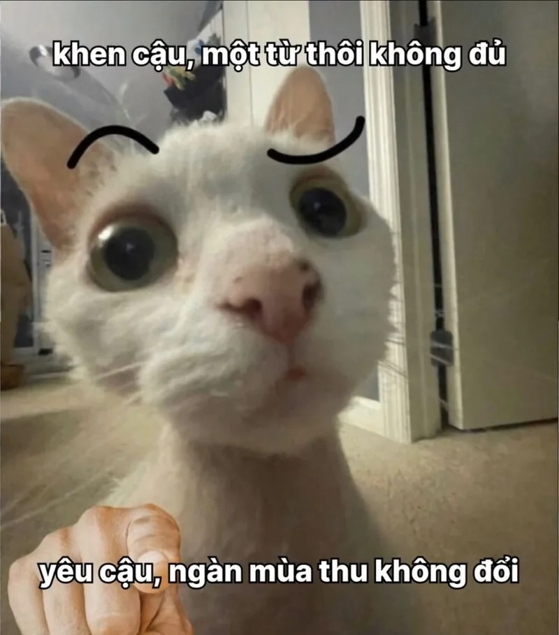 Meme mèo thả thính dễ thương làm bạn không thể rời mắt, thật khó cưỡng!