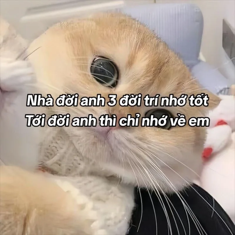 Với ảnh meme tỏ tình ngọt ngào, bạn sẽ khiến đối phương không thể từ chối!