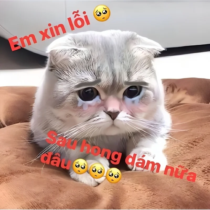 Meme xin lỗi bằng tiền đi, ai mà không thích một lời xin lỗi đậm chất hài hước như vậy?