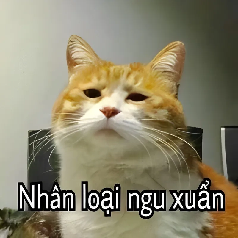 Meme mặt ngu tạo ra những biểu cảm hài hước khiến người xem không thể nhịn cười.