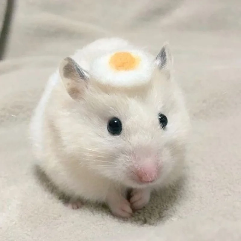 Sad hamster meme png chất lượng cao làm nổi bật những cảm xúc đáng yêu.