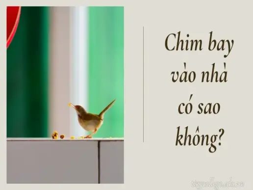 Chim bay vào nhà có sao không? Giải mã điềm báo tâm linh