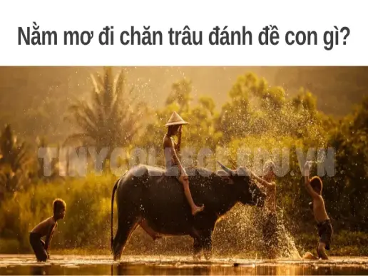 Nằm mơ đi chăn trâu đánh đề con gì chuẩn nhất?