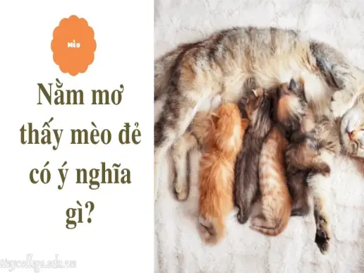 Nằm mơ thấy mèo đẻ liệu có phải điềm may mắn?