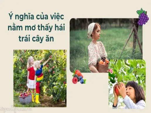 Nằm mơ thấy hái trái cây ăn là báo hiệu gì trong cuộc sống?