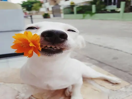 Top meme dog siêu dễ thương, làm bạn cười nghiêng ngả