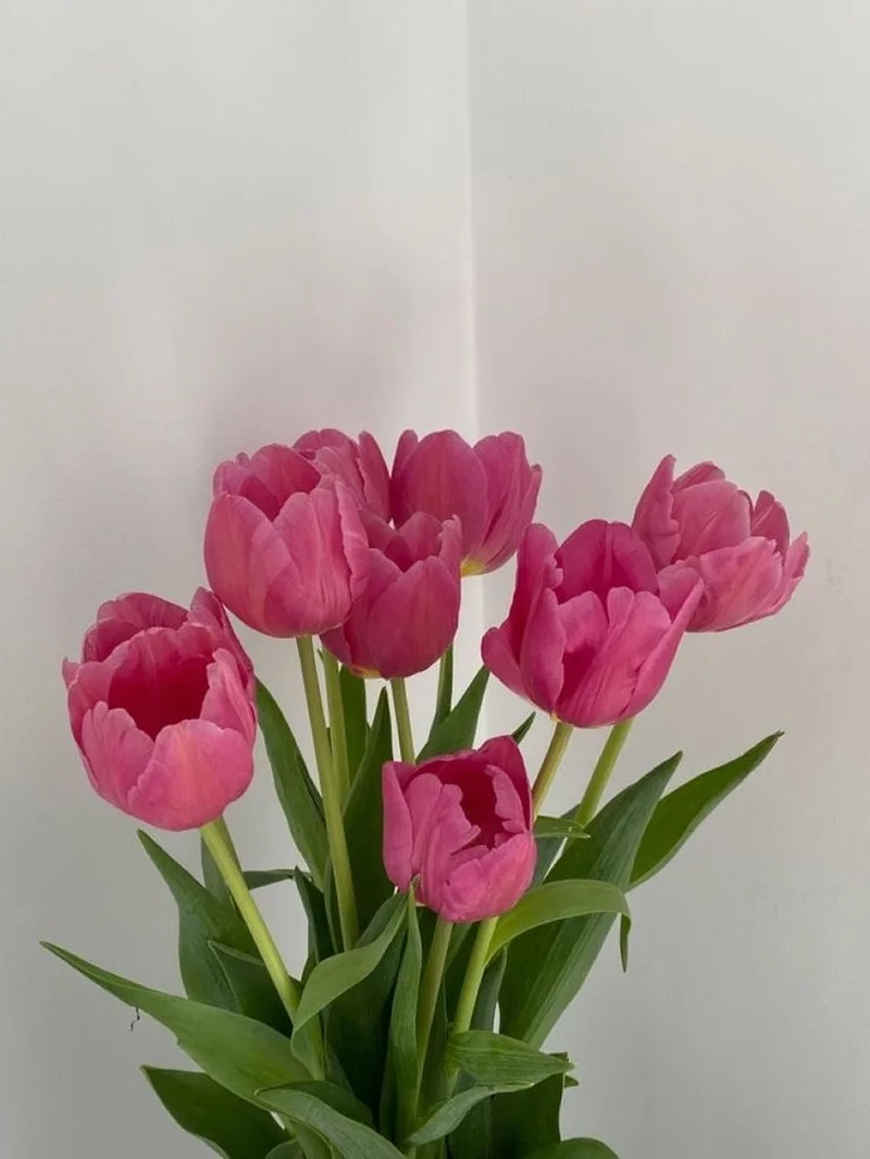 Đừng bỏ lỡ tải ảnh hoa tulip đẹp nhất cực chất lượng