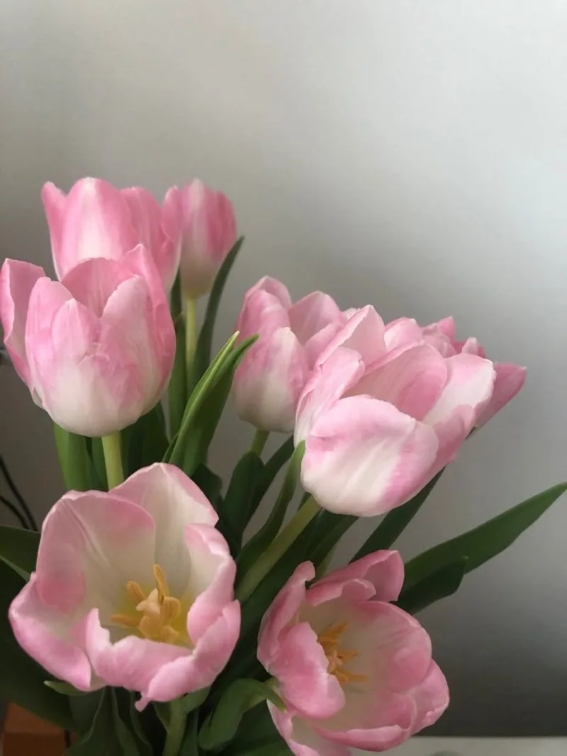 Chiêm ngưỡng hình ảnh hoa tulip chill cho tâm hồn thư giãn