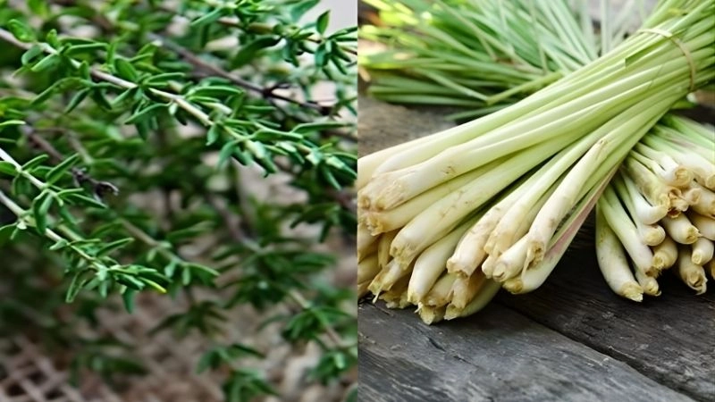 Diệt kiến bằng những nguyên liệu sẵn có trong bếp