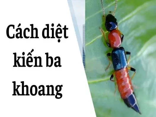 Bí mật chưa kể cách diệt kiến ba khoang tại nhà siêu rẻ