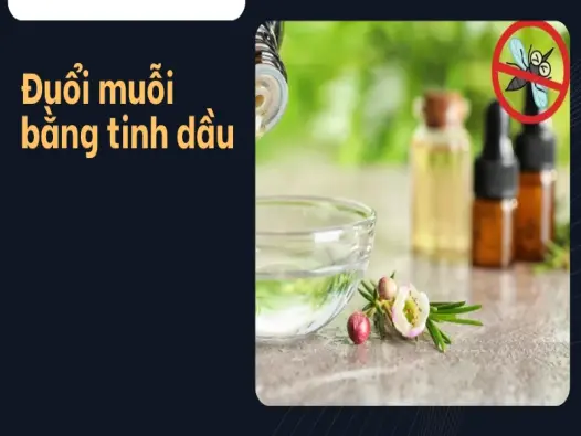 Tôi đã đuổi sạch muỗi khỏi nhà với giá 0 đồng như thế nào