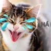 314+ Meme Cười Giải Trí Cực Hiệu Quả Cho Năm 2026