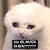 35+ Meme Xin Link Hài Hước Đòi Nguồn Video Tinh Tế