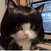 Avatar mèo vô tri meme: Tuyển tập ảnh độc đáo cho năm 2026