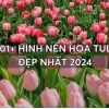 Chiêm ngưỡng vẻ đẹp "chill" với tuyển tập hình nền hoa tulip đẹp nhất 2026
