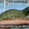 Giải mã giấc mơ bắt được nhiều tôm điềm lành hay dữ, đánh con gì?