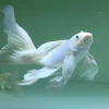 Giải mã giấc mơ: Nằm mơ thấy câu được cá trắng là điềm lành hay gở?