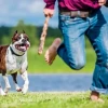 Giải Mã Giấc Mơ Thấy Chó Rượt: Điềm Lành Hay Dữ, Đánh Số Mấy?
