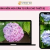 Hình nền hoa cẩm tú cầu chill: Vẻ đẹp dịu dàng cho không gian số