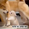 Khám phá kho Meme Năn Nỉ hài hước và những tình huống "cầu xin" bá đạo nhất