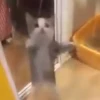 Khám phá thế giới của Happy Cat Meme: Nguồn gốc, ý nghĩa và các biến thể
