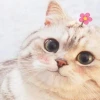 Khám phá thế giới meme mèo đáng yêu: Những khoảnh khắc 'cười ra nước mắt' 2026