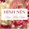 Khám phá Vẻ đẹp Diệu kỳ: Tổng hợp Hình nền Hoa Mẫu đơn Đẹp nhất