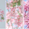 Khám phá vẻ đẹp tinh tế của hình nền hoa anh đào 4k anime