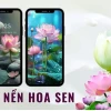 Khám phá vẻ đẹp tinh tế của hình nền hoa sen đẹp 2026