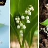 Khám phá vẻ đẹp tinh tế với hình nền hoa linh lan cho điện thoại
