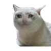 Meme Mèo Khóc: Biểu Tượng Cảm Xúc Trên Internet