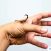 Mẹo Dân Gian Xử Lý Khi Bị Bọ Cạp Cắn An Toàn và Hiệu Quả