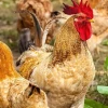 Nằm mơ thấy gà con đánh số gì và giải mã điềm báo chi tiết