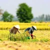 Nằm mơ thấy mình đi gặt lúa: Giải mã ý nghĩa và con số may mắn