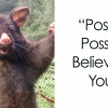 Những Meme 'You Can Do It' Truyền Cảm Hứng Đỉnh Cao