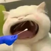 Tổng hợp 60+ Meme Há Miệng Hài Hước: Biểu Cảm Sốc, Ngạc Nhiên Cực Đỉnh 2026