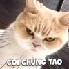 Tổng hợp meme tức giận dễ thương và những biểu cảm khó đỡ 2026