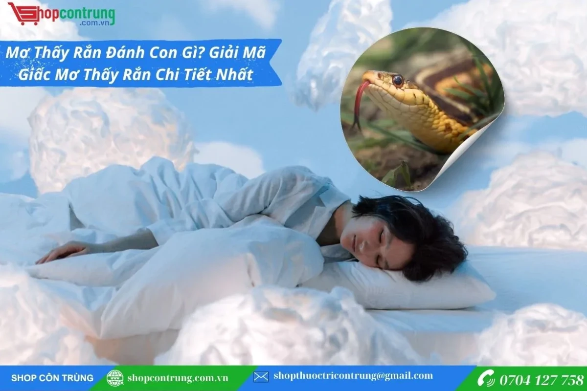 Giải mã giấc mơ thấy rắn vào nhà: Điềm lành hay dữ?