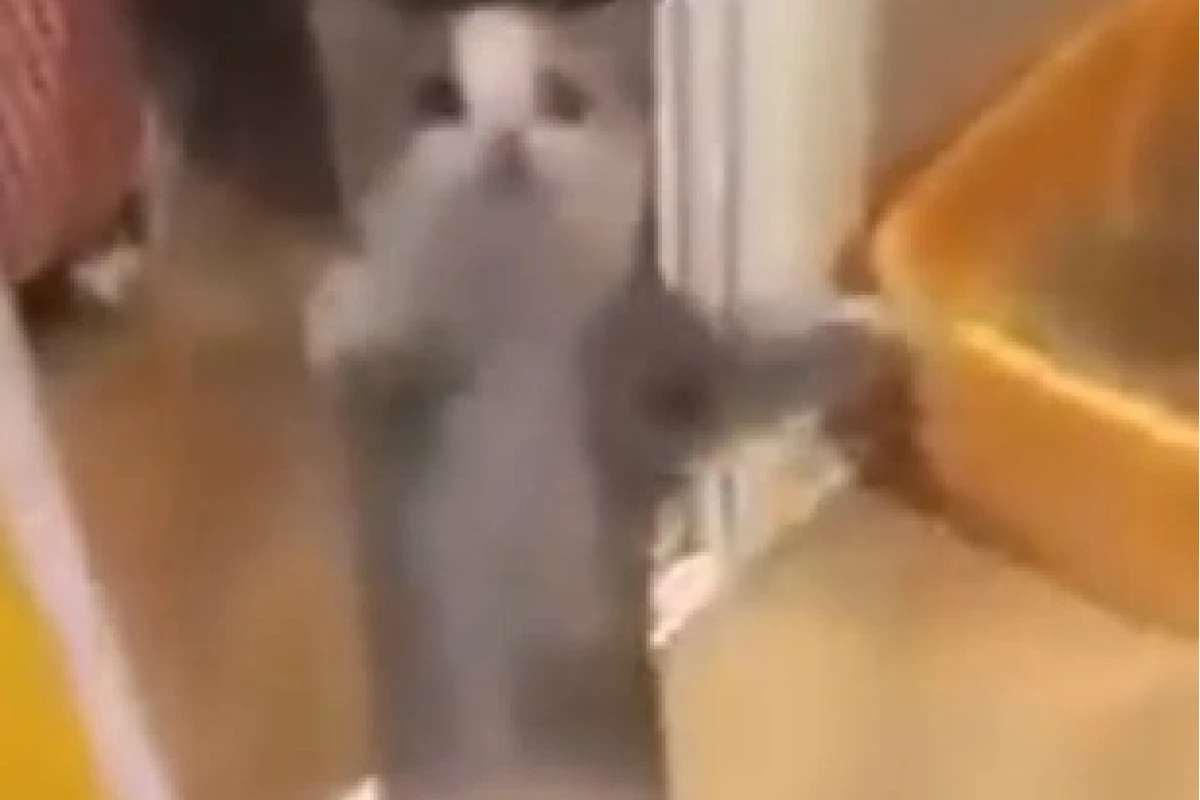 Khám phá thế giới của Happy Cat Meme: Nguồn gốc, ý nghĩa và các biến thể